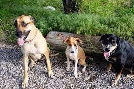 Dog Park at Chapin Park photo 2